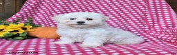 Maltipoo dogs for sale: Puddles - Ad 2