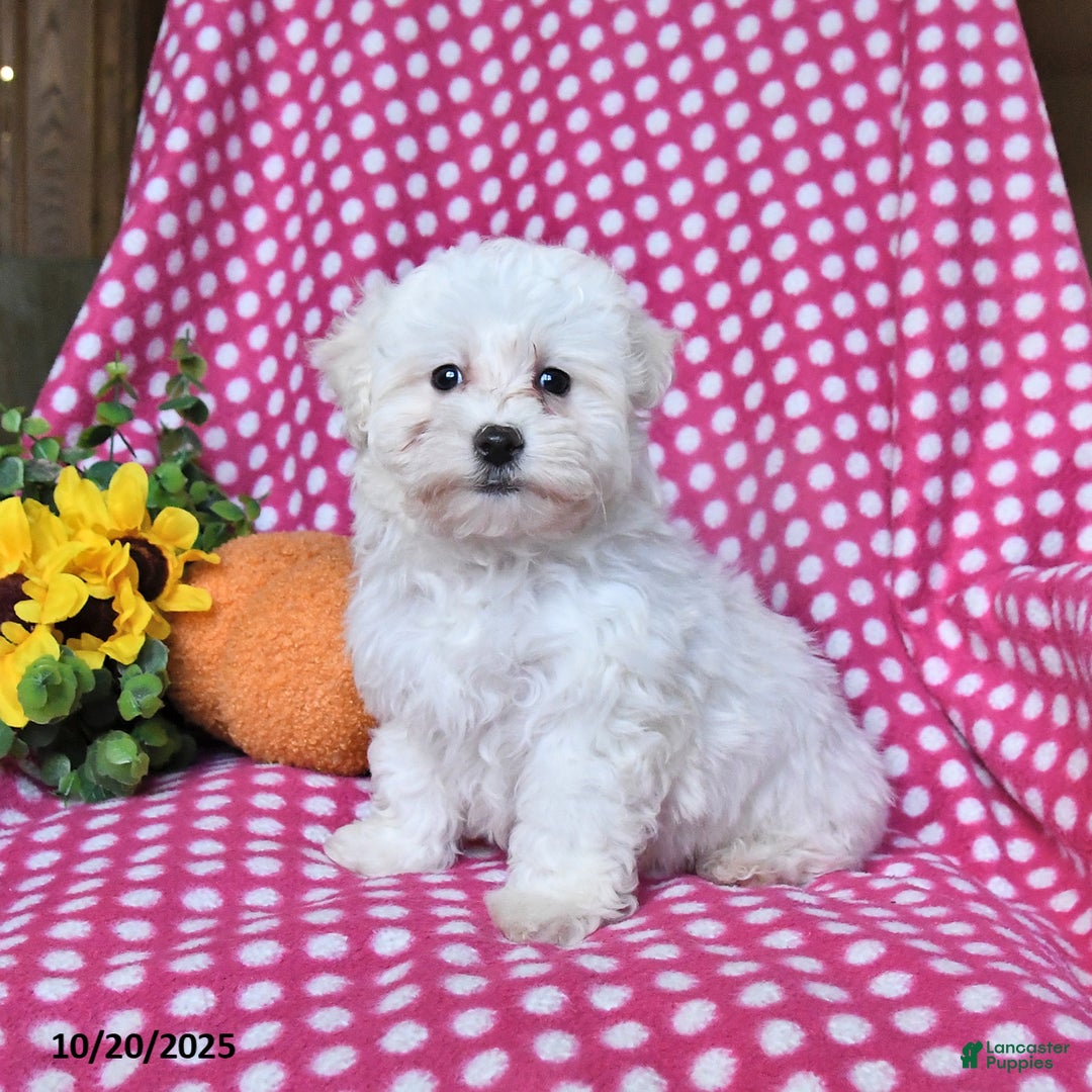 Maltipoo dogs for sale: Puddles - Ad 2