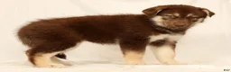 Gerberian Shepsky dogs for sale: Megan - Ad 4