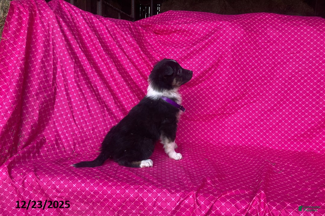 Mixed Breed dogs for sale: Gem  - Ad 6