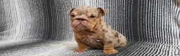 English Bulldog dogs for sale: English Bulldog Puppy 1 - Ad 4