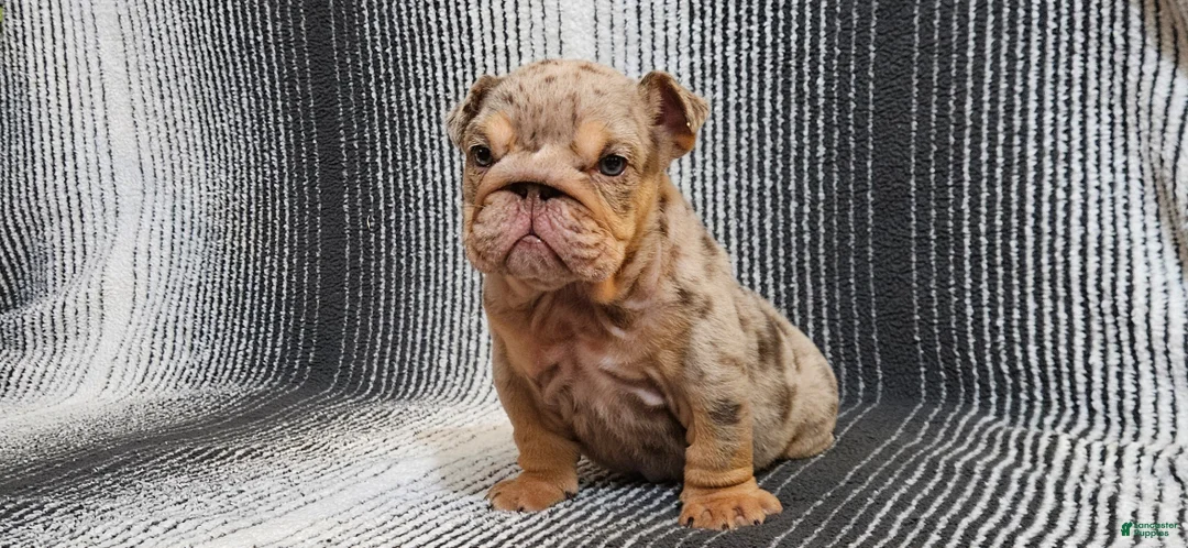 English Bulldog dogs for sale: English Bulldog Puppy 1 - Ad 4