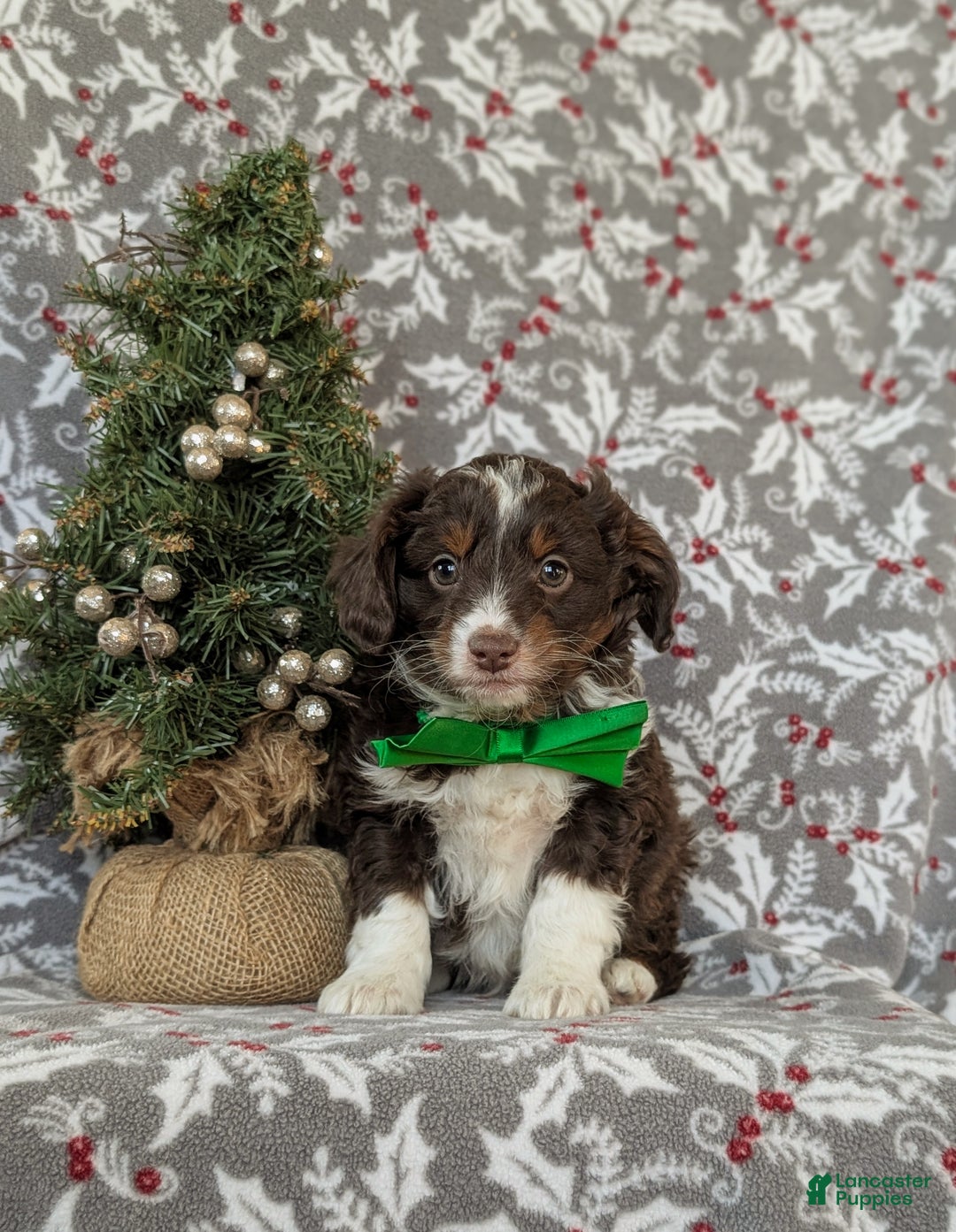 Mixed Breed dogs for sale: Barrett - Ad 2