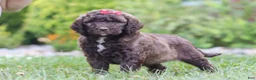 Newfypoo dogs for sale: Cherri - Ad 4