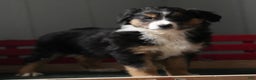 Australian Shepherd dogs for sale: Candy - Ad 9