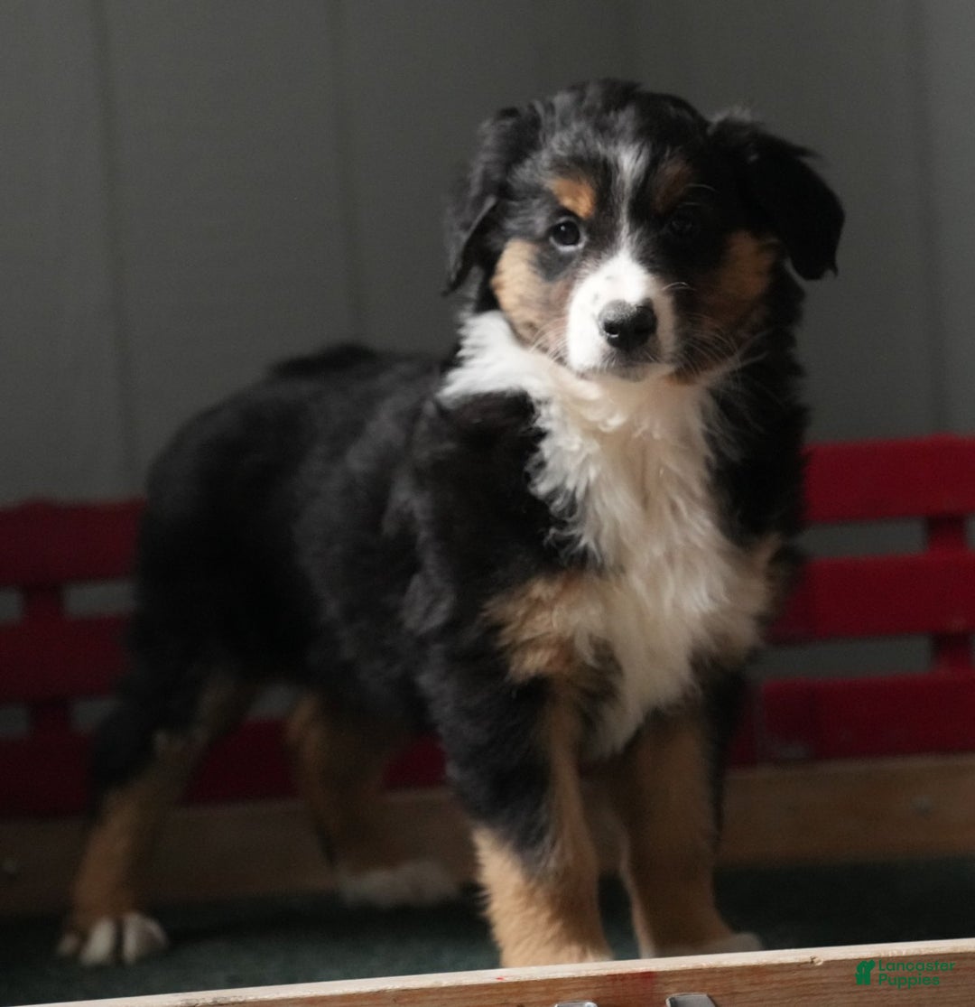 Australian Shepherd dogs for sale: Candy - Ad 9