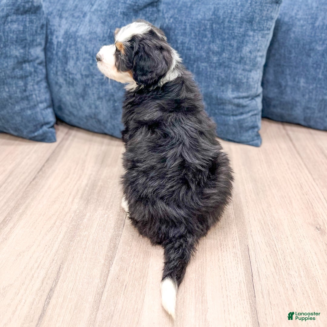 Mini Bernedoodle dogs for sale: Allie - Ad 5