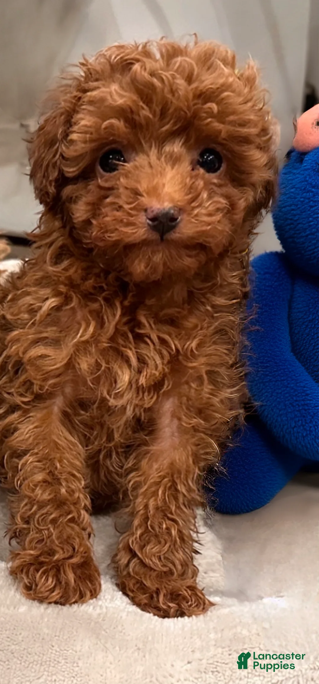 Toy Poodle dogs for sale: ZEUS- AKC GENETICALLY TESTED & POTTY TRAINED - Ad 2
