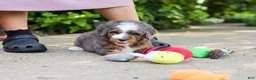 Mini Bernedoodle dogs for sale: Bentley - Ad 7