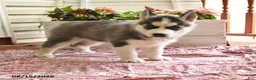 Siberian Husky dogs for sale: Snickers - Ad 1