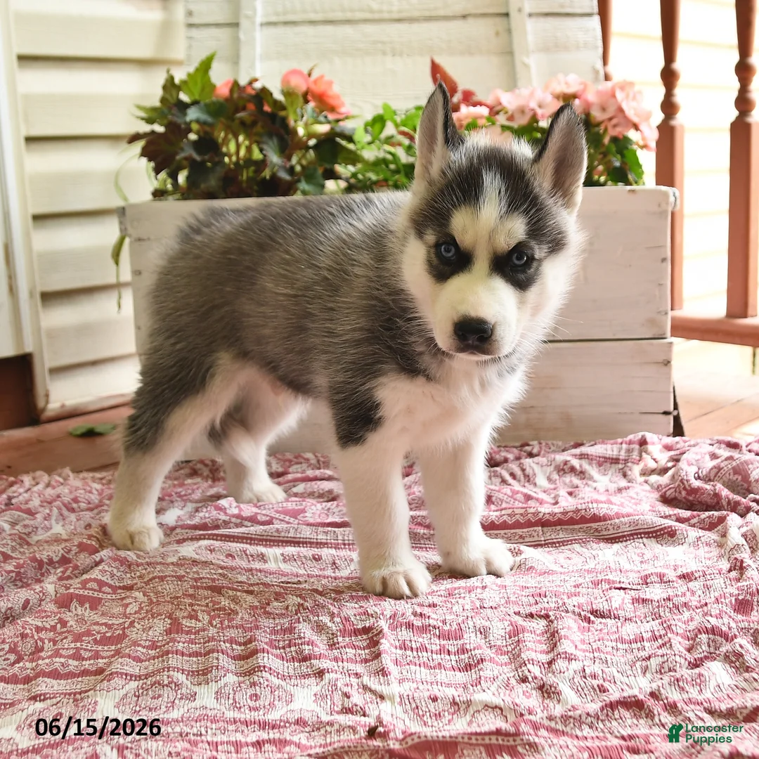 Siberian Husky dogs for sale: Snickers - Ad 1