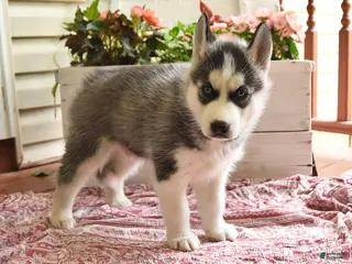 Siberian Husky dogs for sale: Snickers - Ad 2