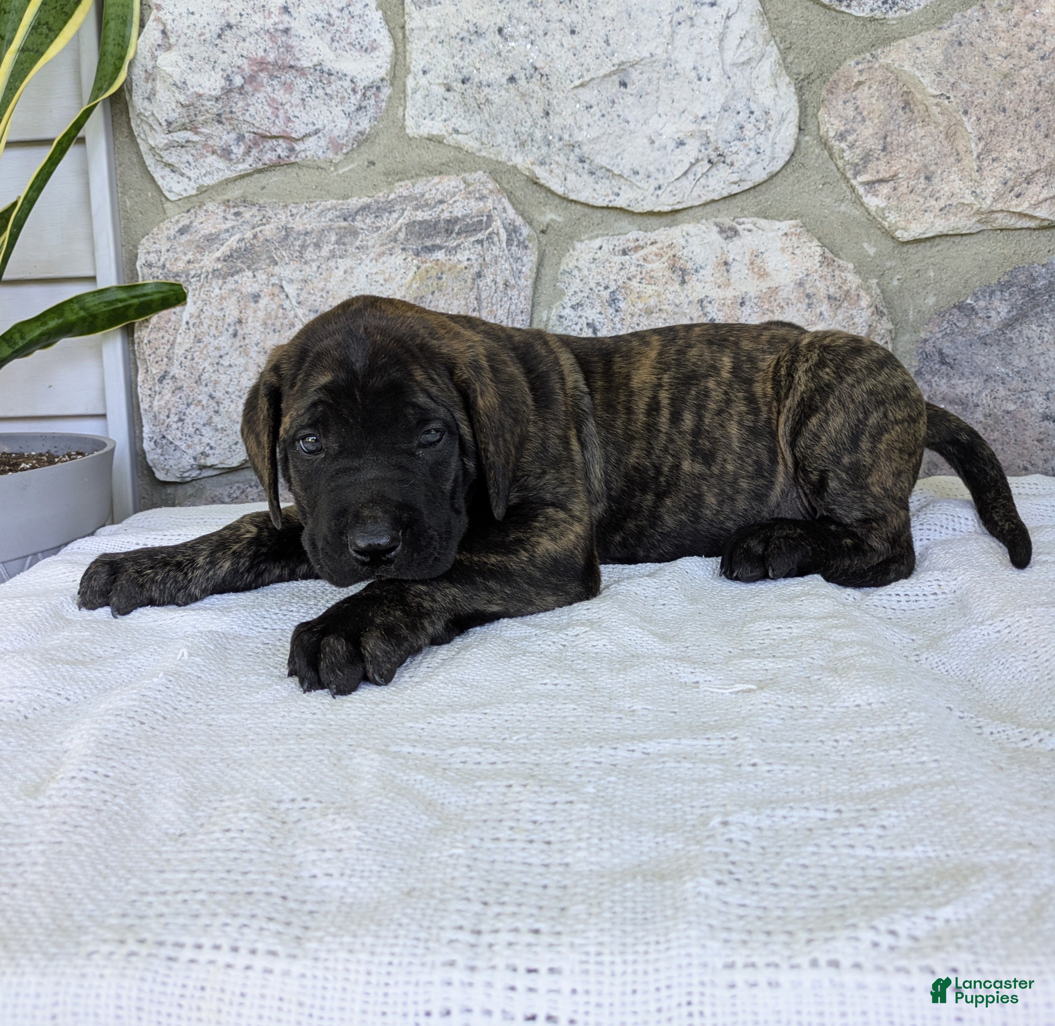 English Mastiff dogs Bear - Ad 2