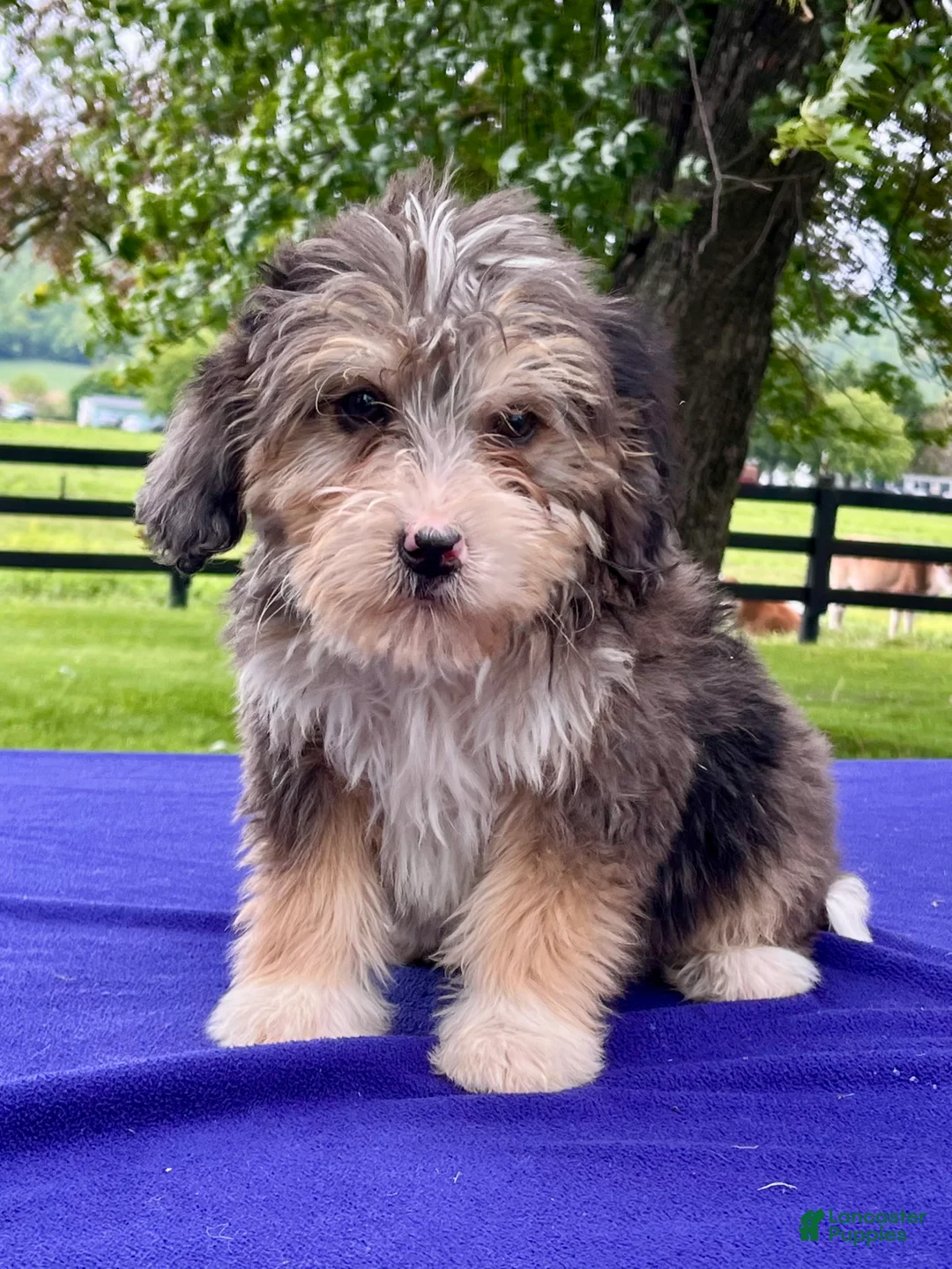 Bernedoodle dogs for sale: Nellie - Ad 5