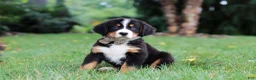 Bernese Mountain Dog dogs for sale: Theo - Ad 7