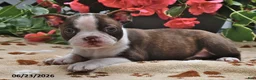 Boston Terrier dogs for sale: Lindsey - Ad 3