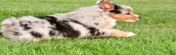 Miniature Australian Shepherd dogs for sale: Anika - Ad 5