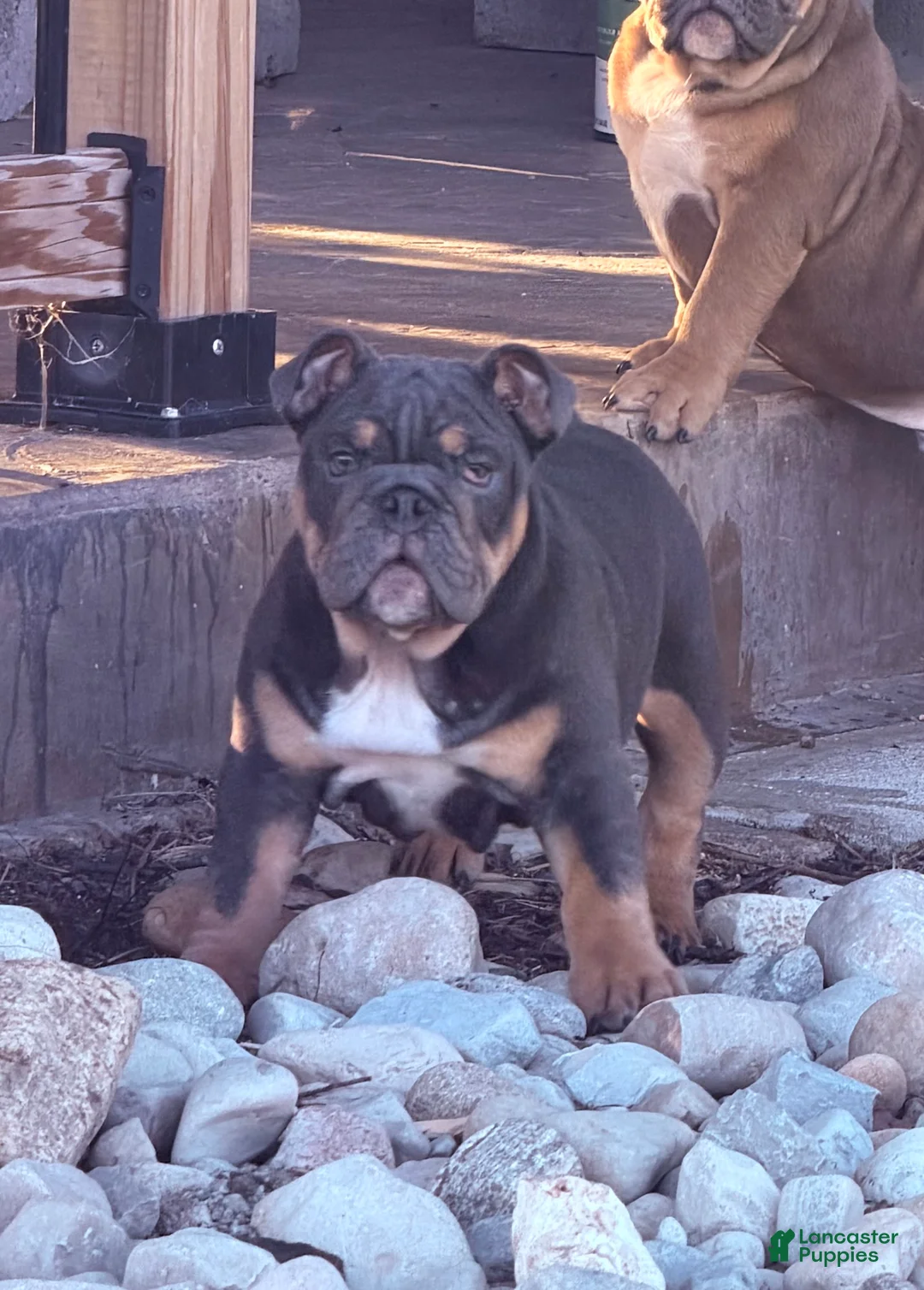 English Bulldog dogs for sale: Leah - Ad 1