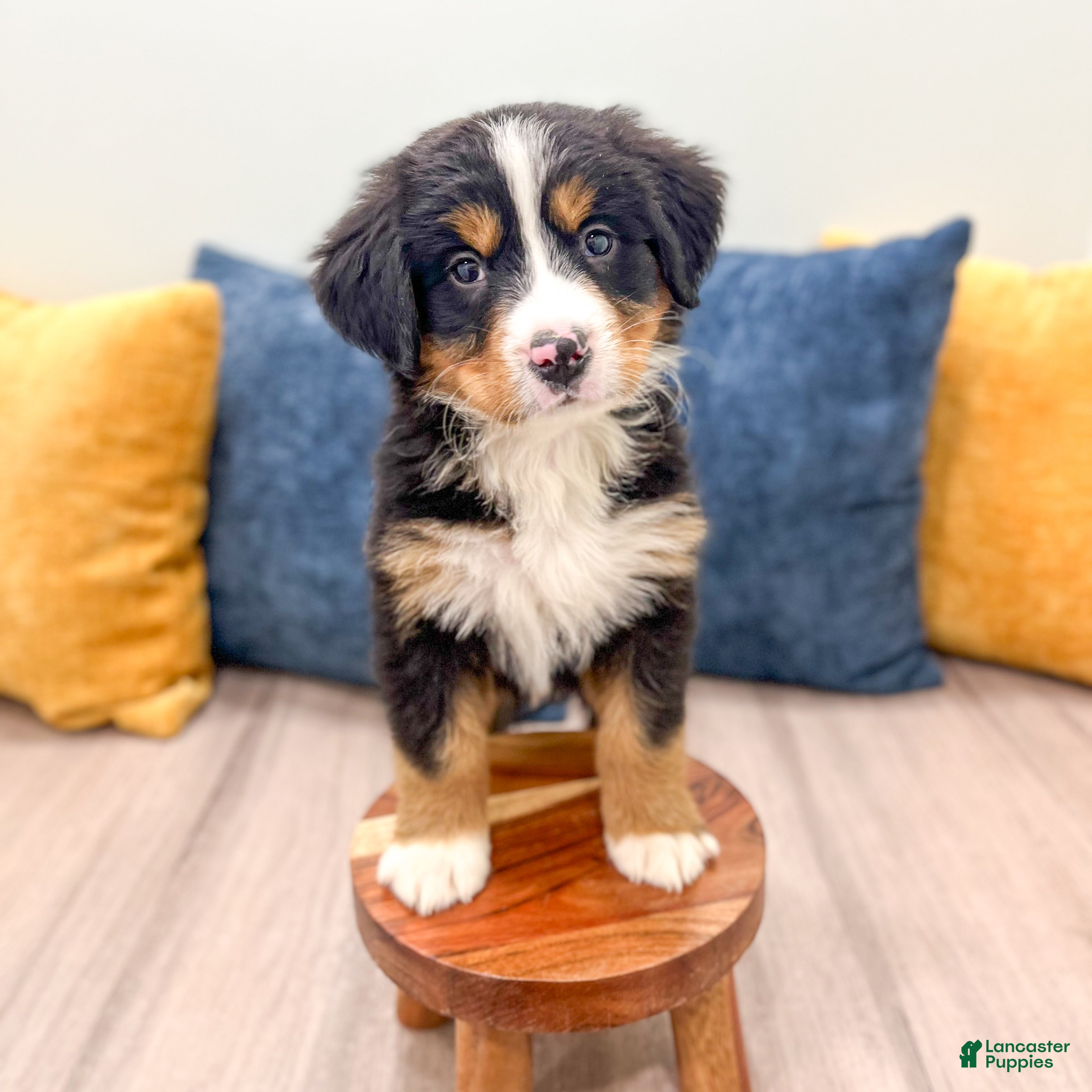 Bernese Mountain Dog dogs Harry - Ad 2
