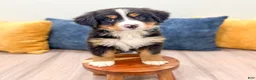 Bernese Mountain Dog dogs for sale: Harry - Ad 2