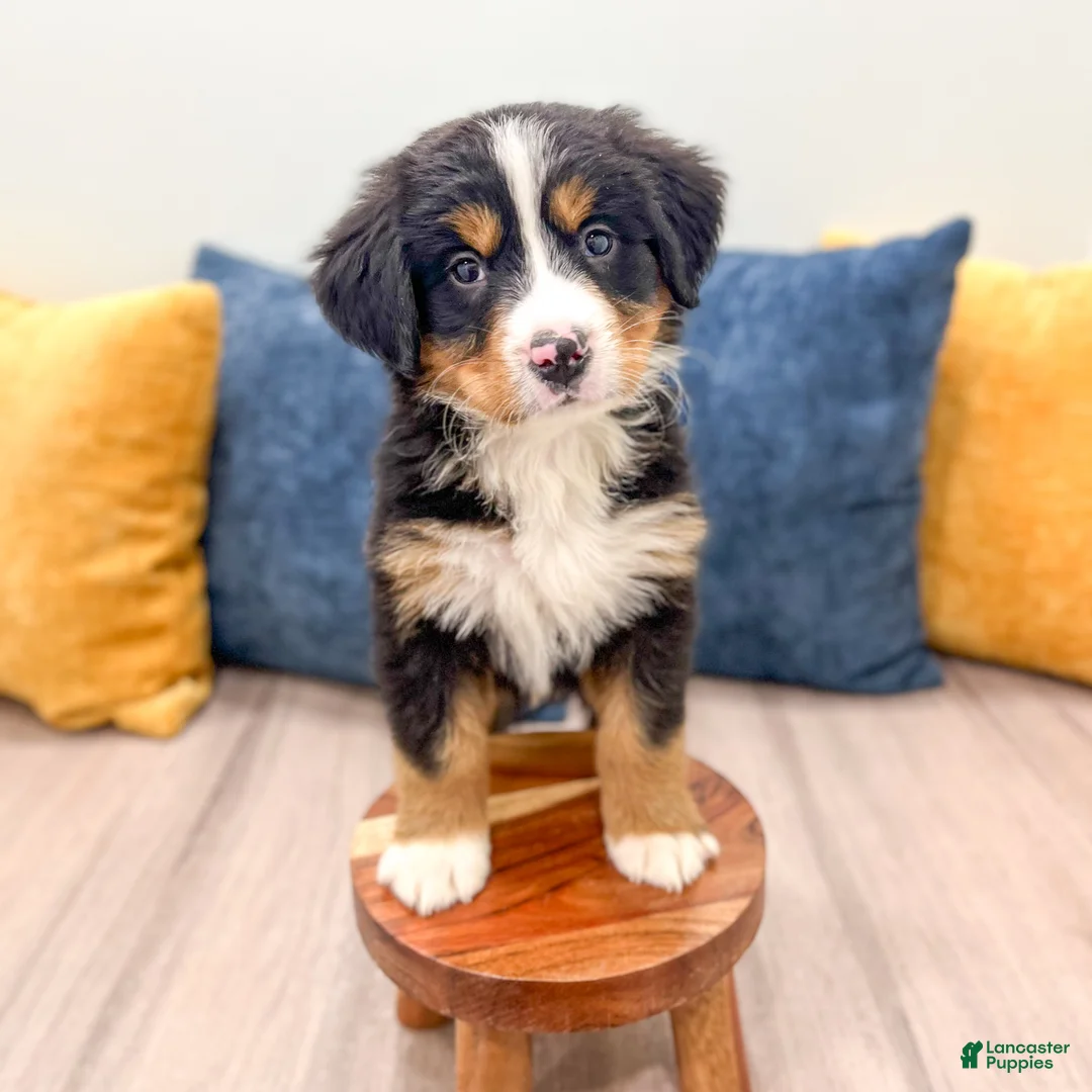 Bernese Mountain Dog dogs for sale: Harry - Ad 2