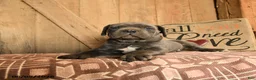 Cane Corso dogs for sale: Randy - Ad 3