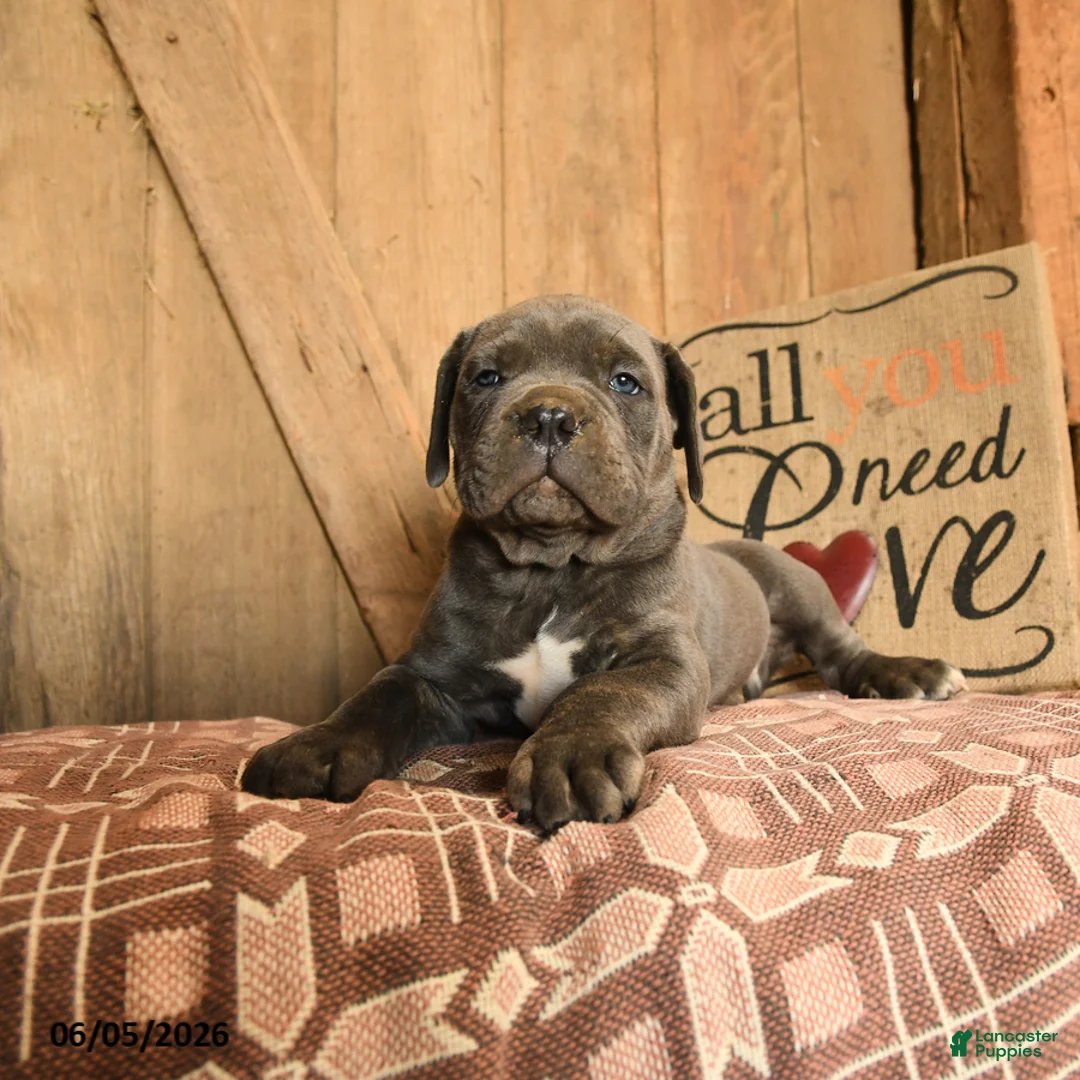 Cane Corso dogs for sale: Randy - Ad 3