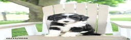 Mixed Breed dogs for sale: Rex - Ad 1