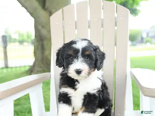 Mixed Breed dogs for sale: Rex - Ad 2