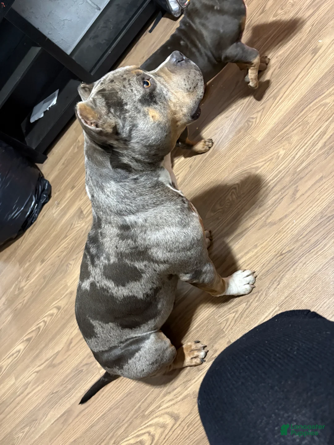 American Bully dogs for stud: Draco - Ad 3