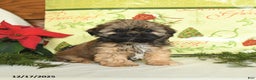 Shih Tzu dogs for sale: Ginger - Ad 2