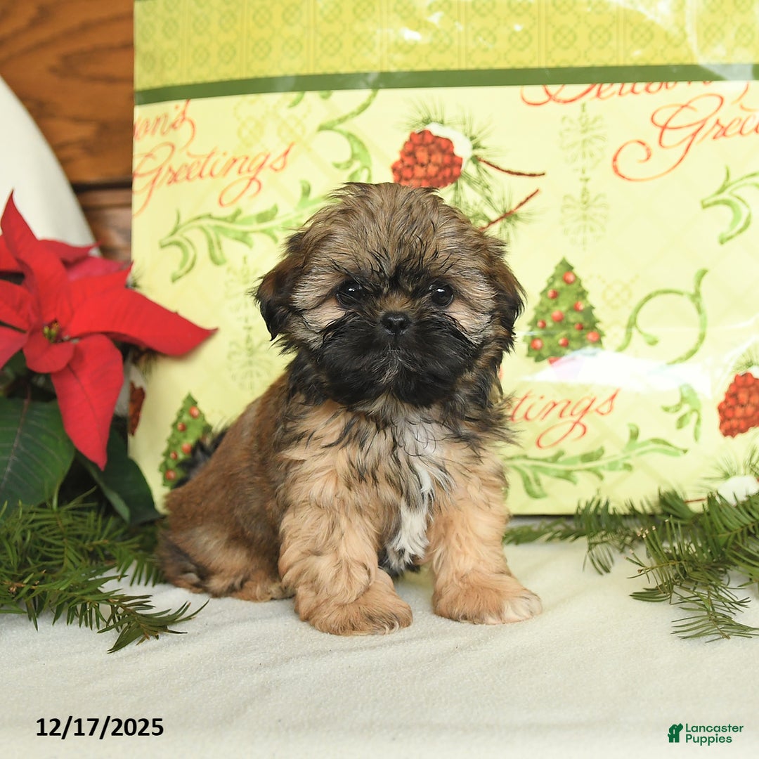 Shih Tzu dogs for sale: Ginger - Ad 2