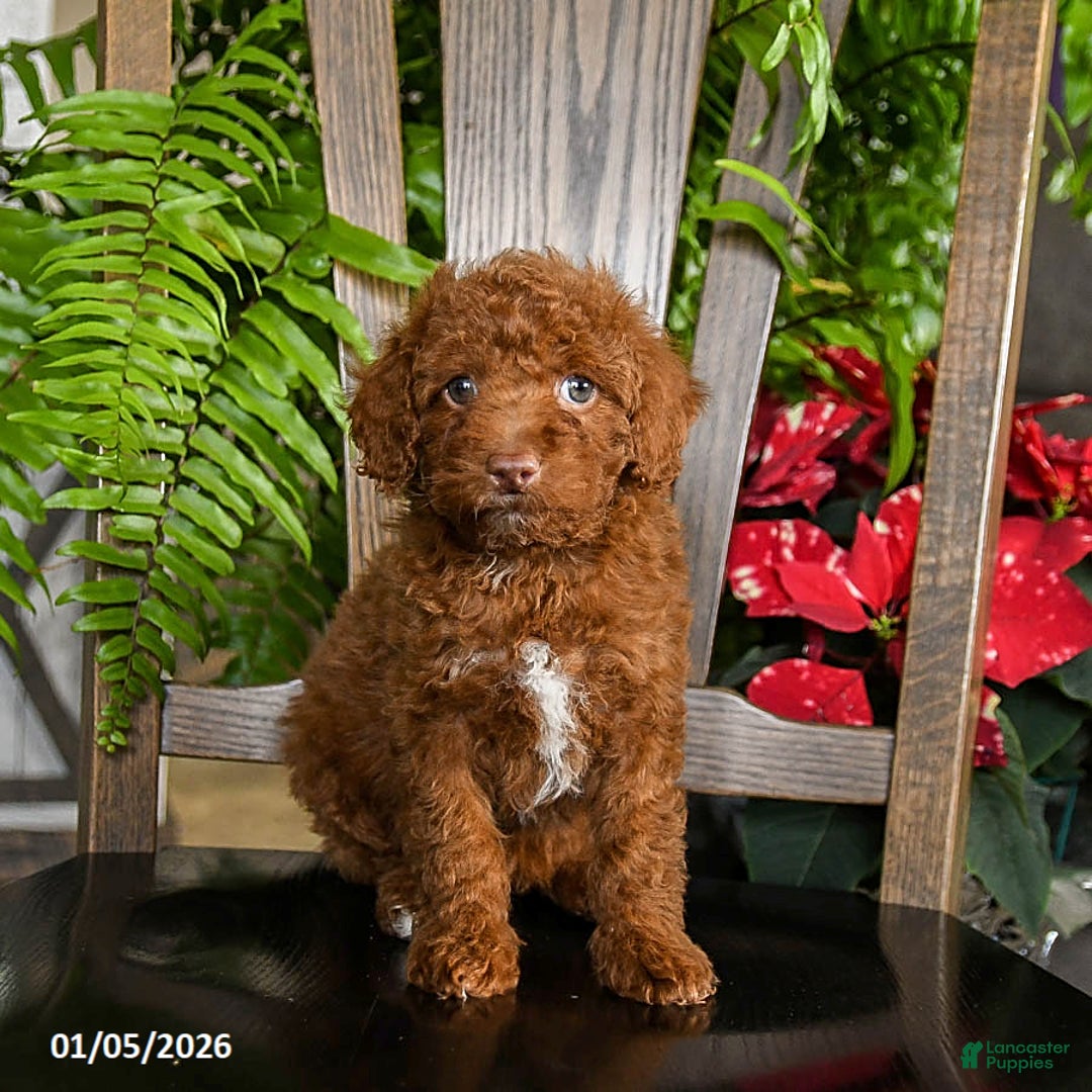 Toy Poodle dogs for sale: Wonton - Ad 4