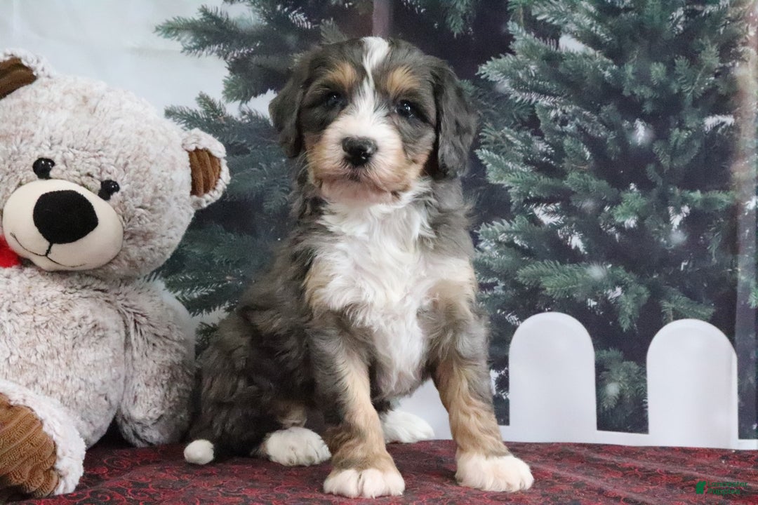 Mini Bernedoodle dogs for sale: Theo - Ad 1