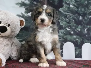 Mini Bernedoodle dogs Theo - Ad 10