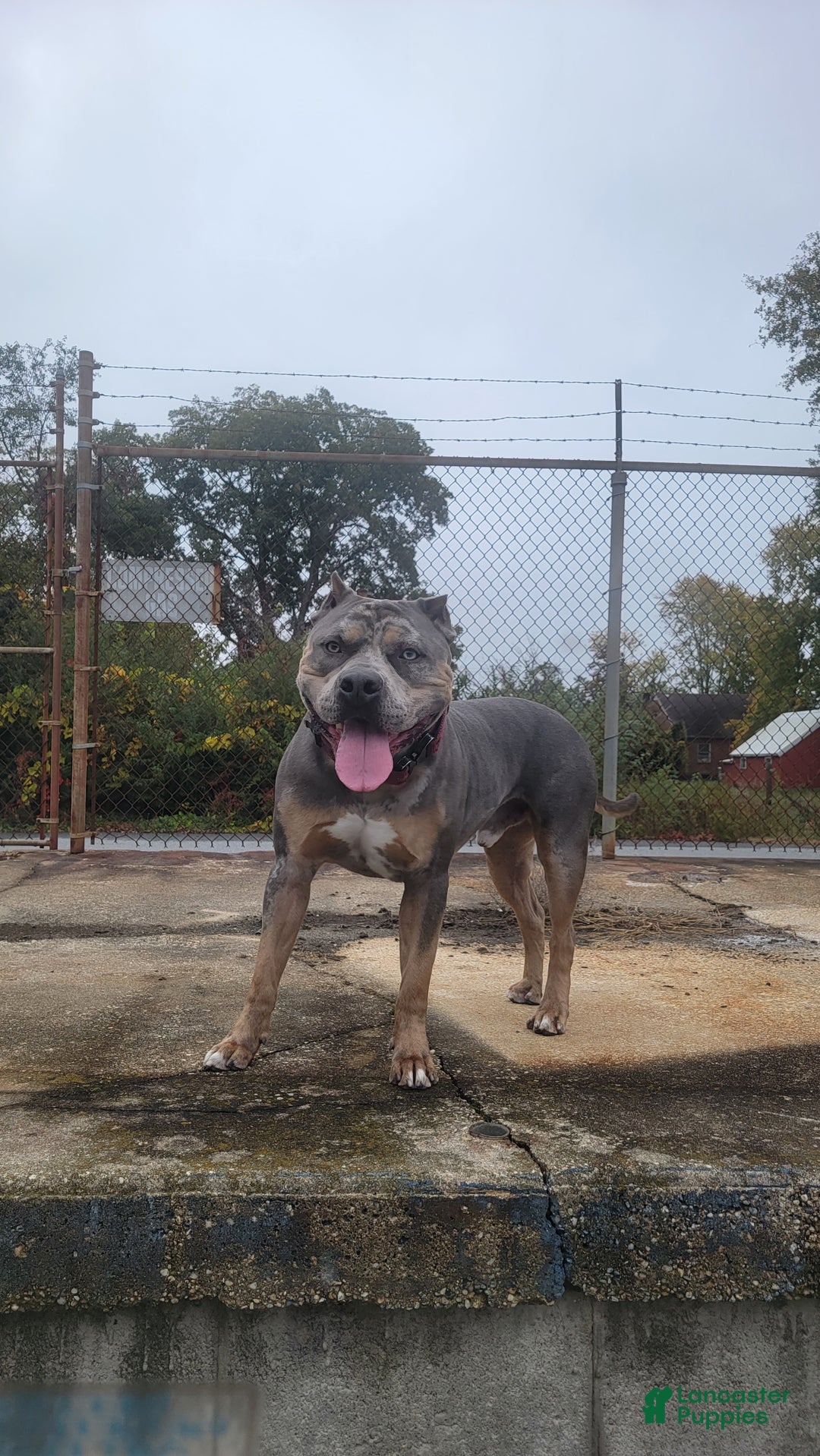 American Bully dogs for sale: American Bully Puppy 1 - Ad 14