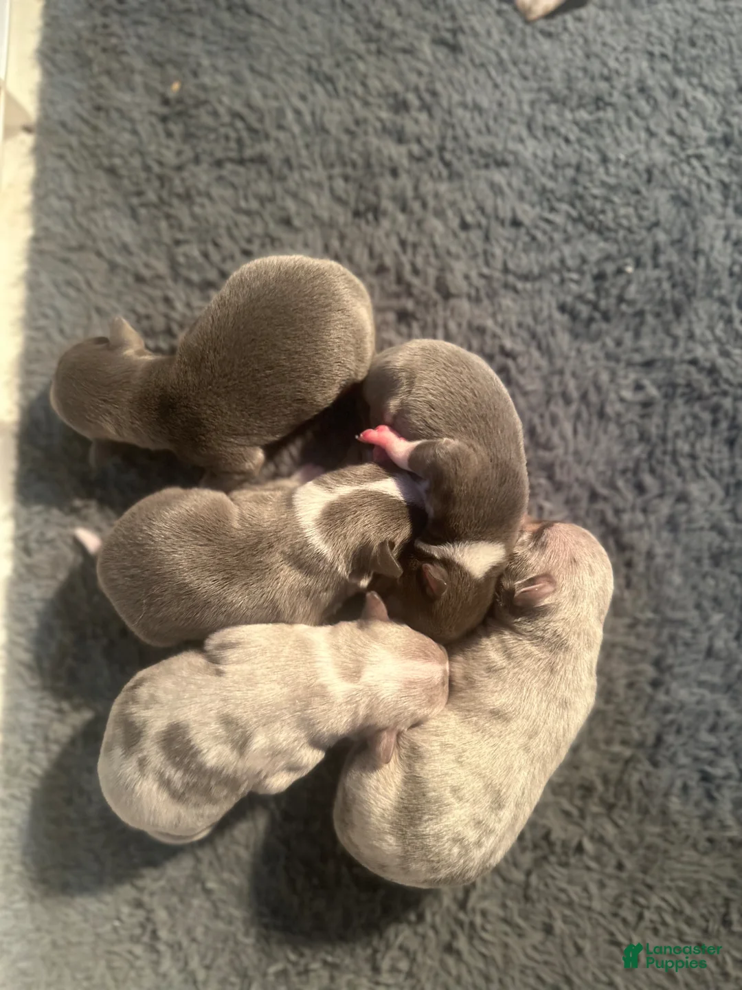 Chihuahua dogs for sale: Chihuahua Puppy 2 - Ad 3