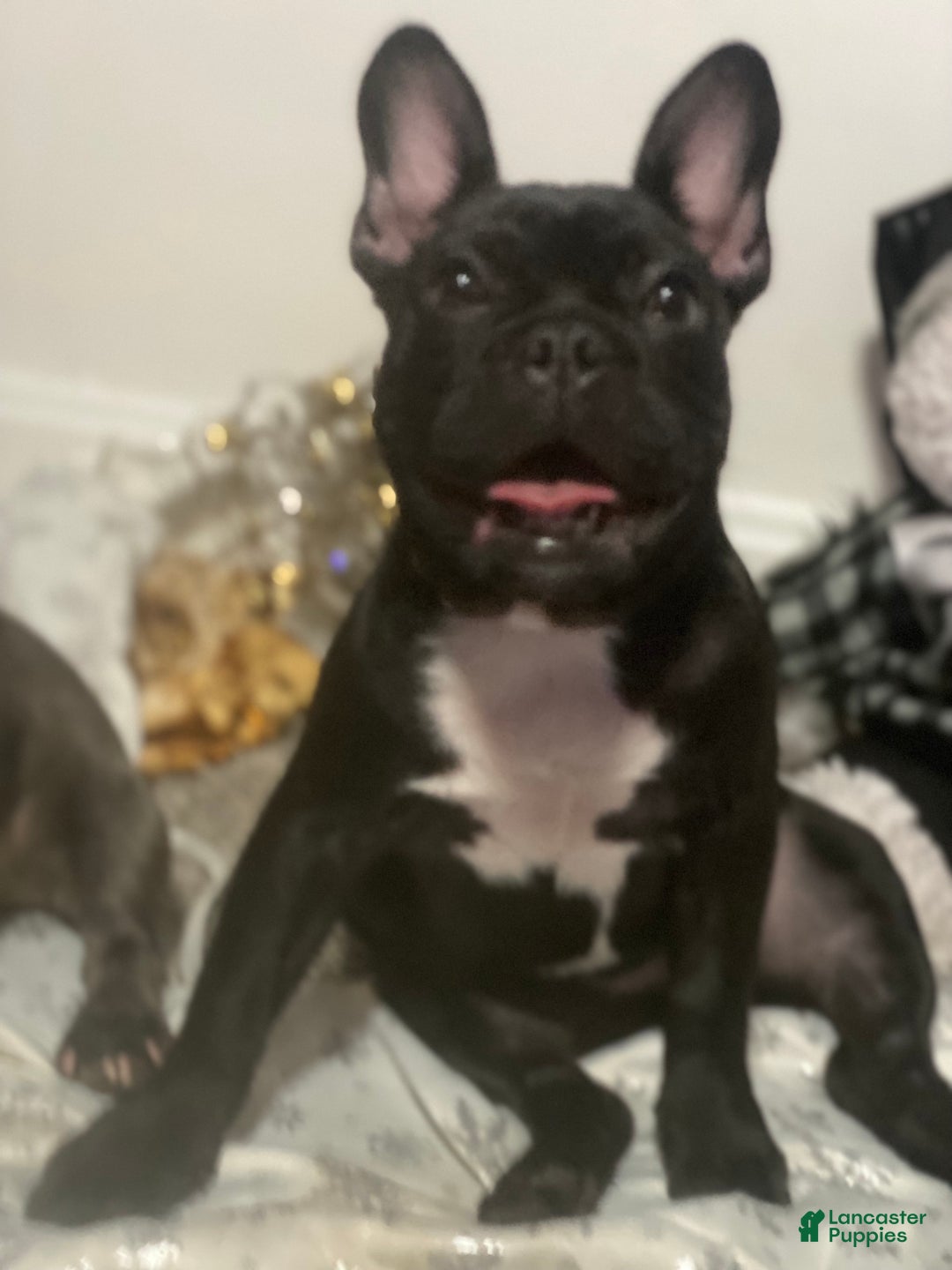 Frenchton dogs for sale: Frenchton Puppy 1 - Ad 2