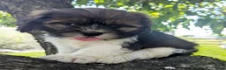 Mixed Breed dogs for sale: Sandra - Ad 1