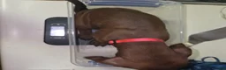 Redbone Coonhound dogs for sale: Redbone Coonhound 2(pink) - Ad 2