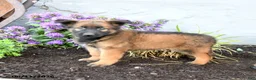 Belgian Malinois dogs for sale: Ranger - Ad 2