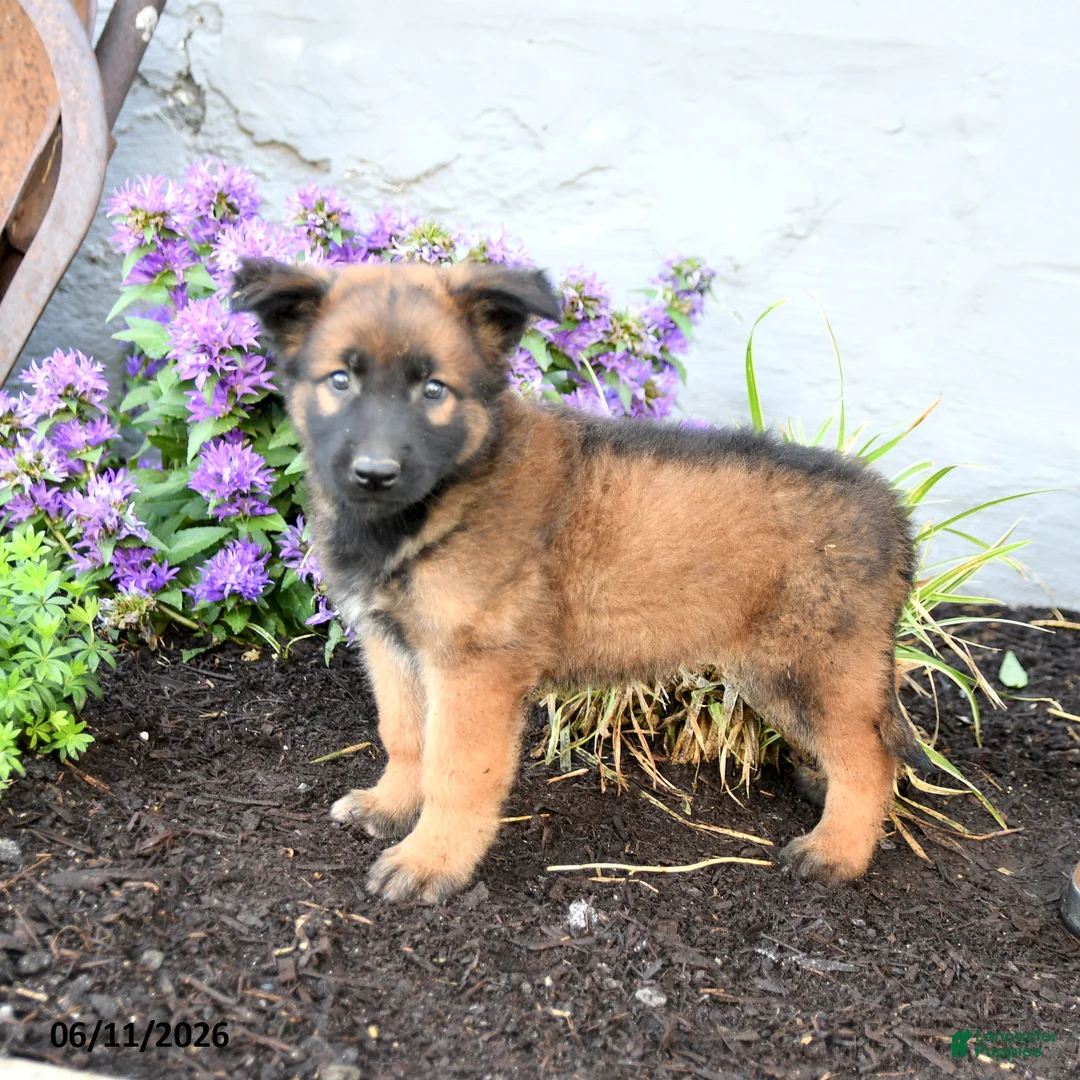 Belgian Malinois dogs for sale: Ranger - Ad 2