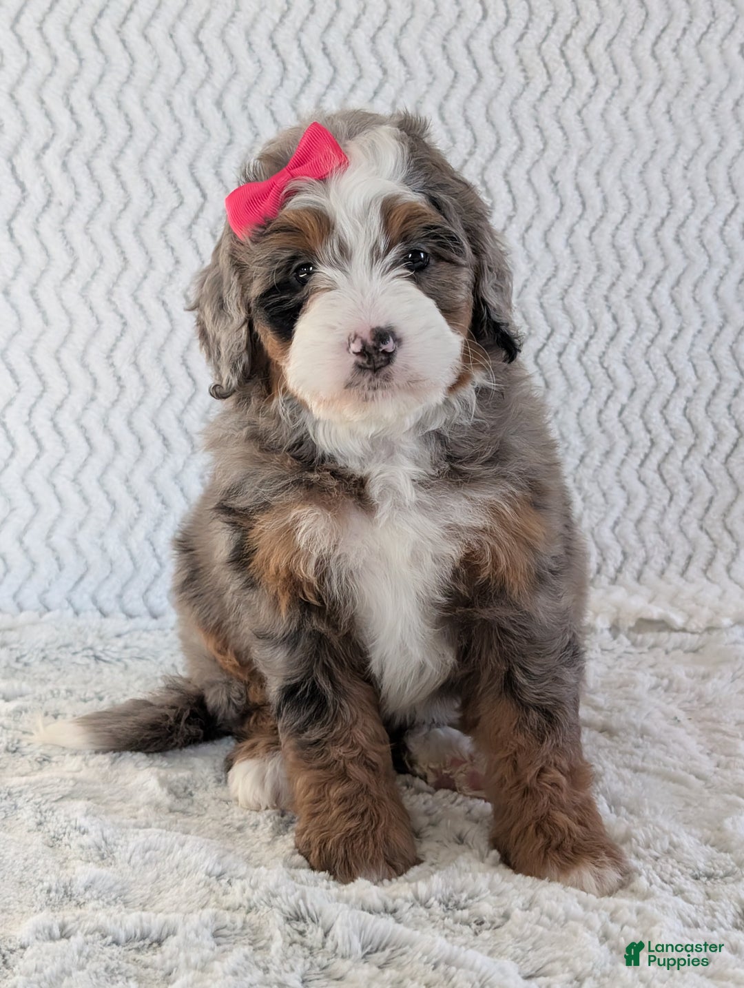 Mini Bernedoodle dogs for sale: Mini Sadie  - Ad 8