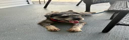 Miniature Schnauzer dogs for sale: Yoshi - Ad 5