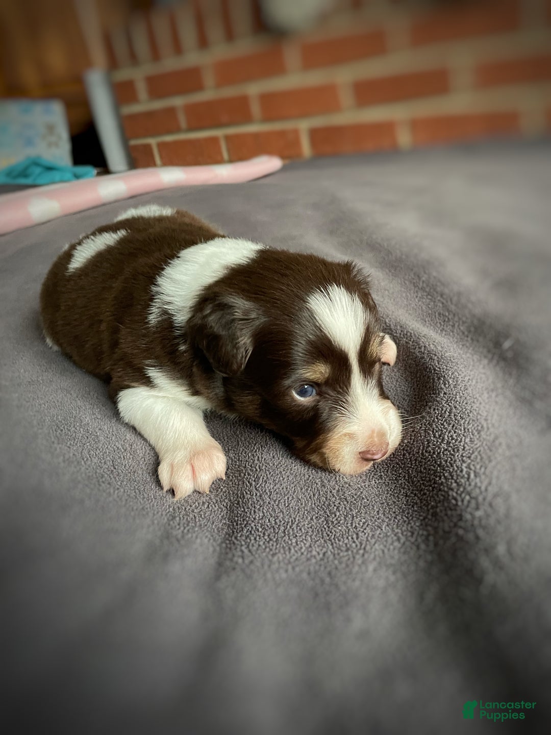 Mixed Breed dogs for sale: SOLD Brownie Delight (with caramel) - Ad 4