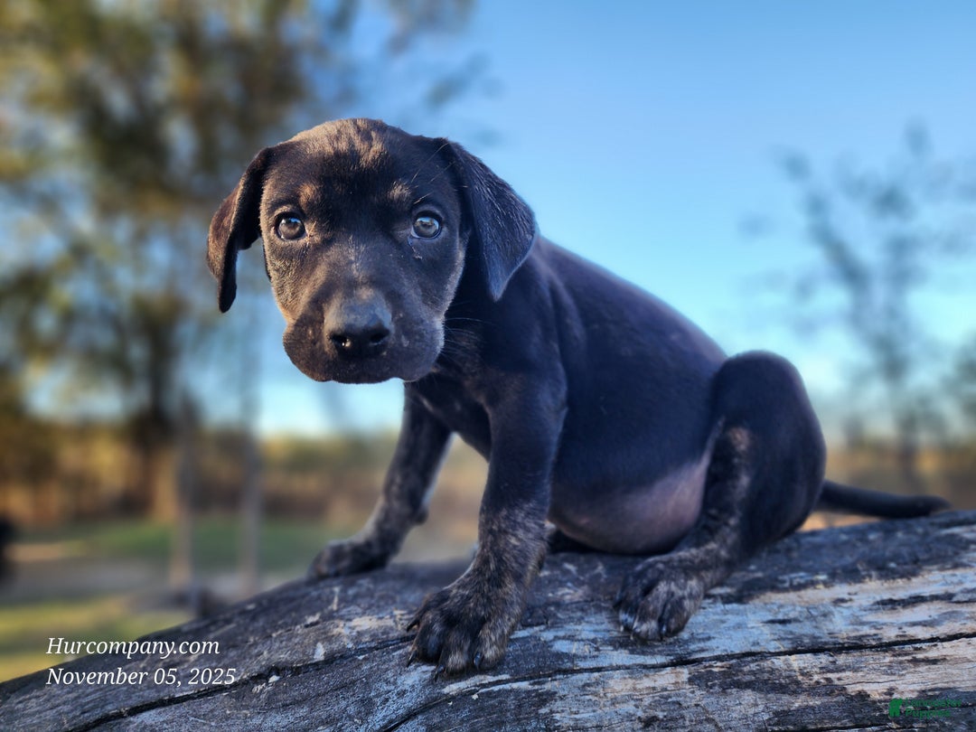 Catahoula Leopard Dog dogs for sale: Tracy II 2025 Female 5 - Ad 6