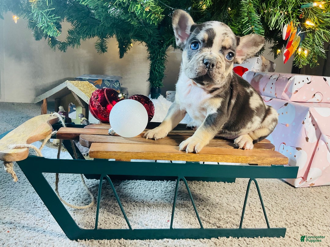French Bulldog dogs for sale: MILLIE  - Ad 14