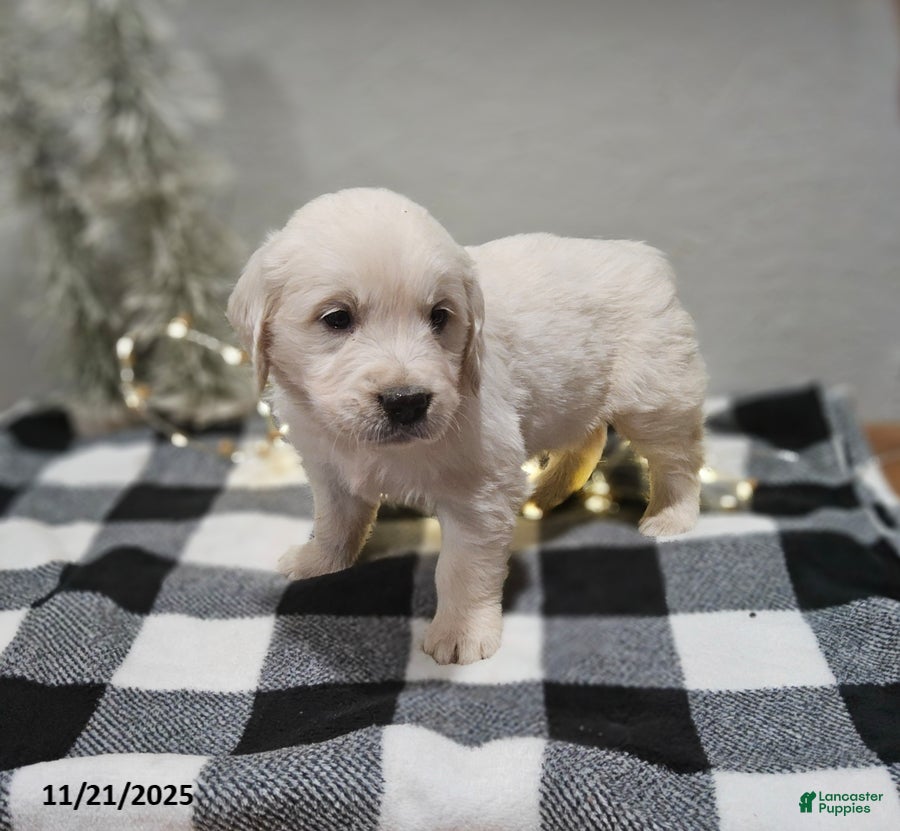 Golden Retriever dogs Elmo - Ad 35