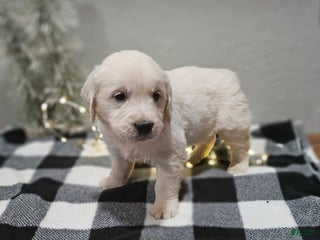 Golden Retriever dogs Elmo - Ad 35