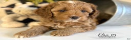 Cockapoo dogs for sale: Elsa - Ad 4